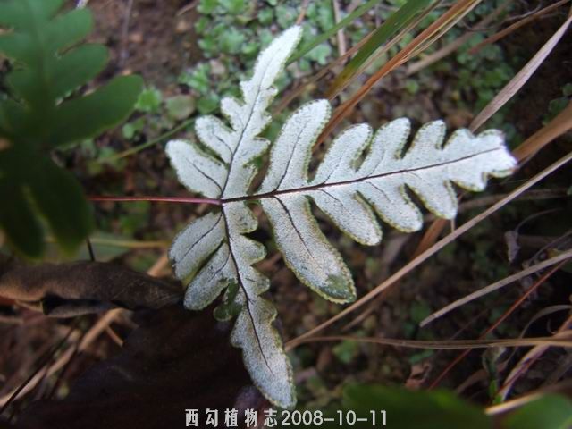 北京粉背蕨(北京粉背蕨（變種）)