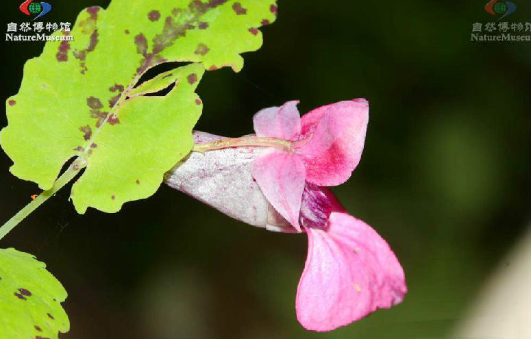 近無距鳳仙花