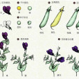 孟德爾豌豆雜交實驗