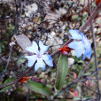 小藍雪花