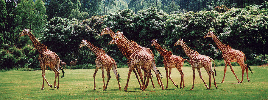 廣州香江野生動物世界