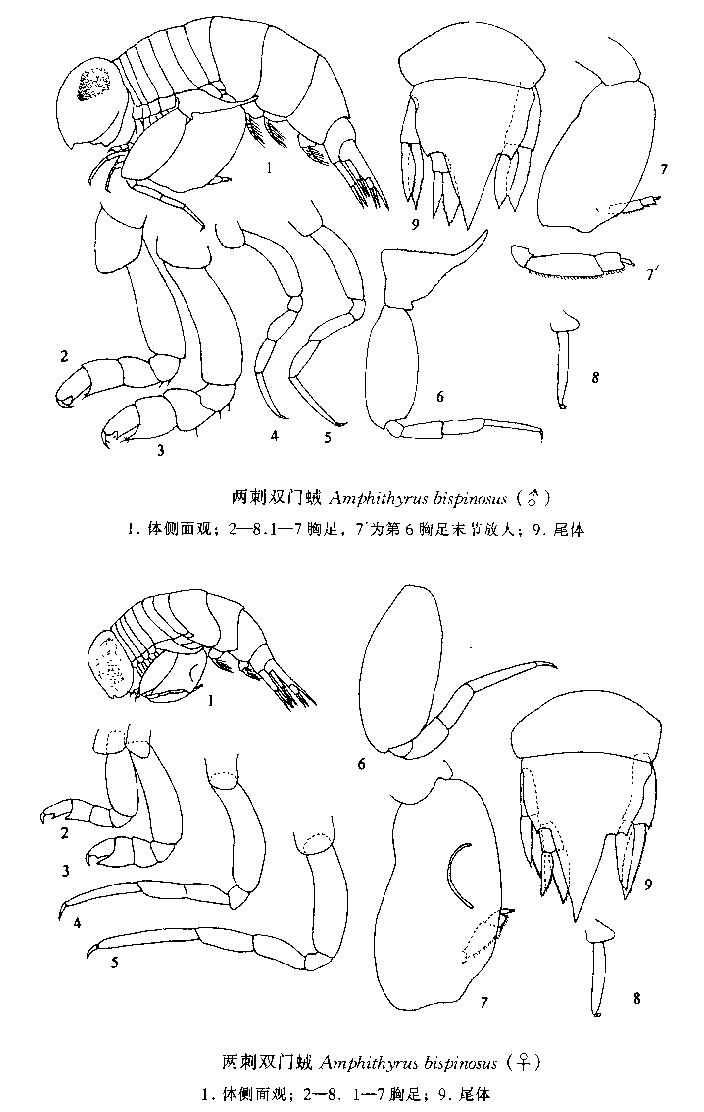 兩刺雙門戎