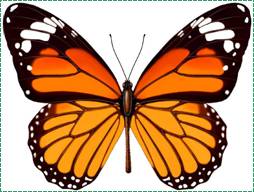 蝴蝶也是一種軸對稱圖形