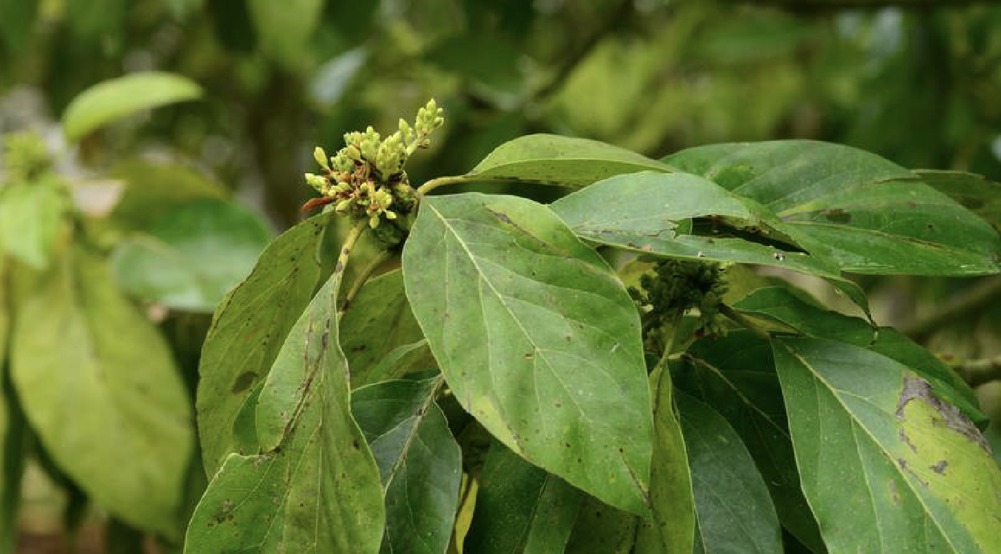 牛油果(山欖科油果屬植物)