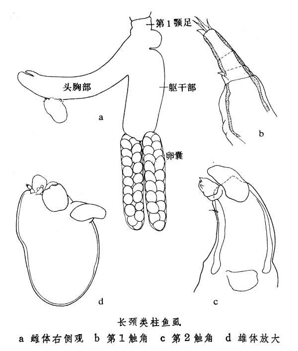 擬馬頸顎虱屬