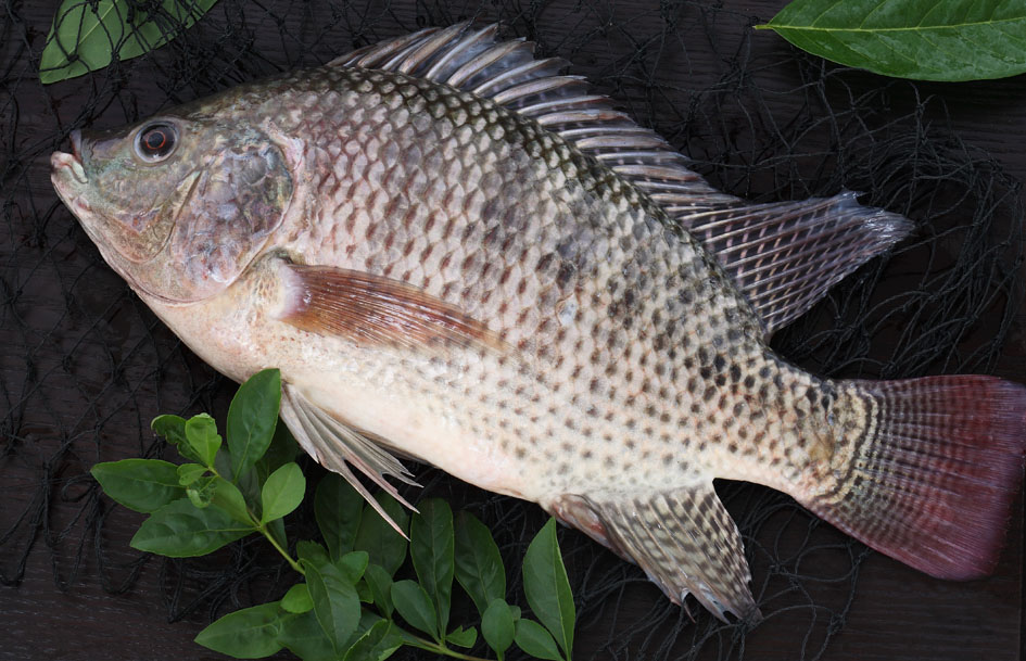 海南羅非魚