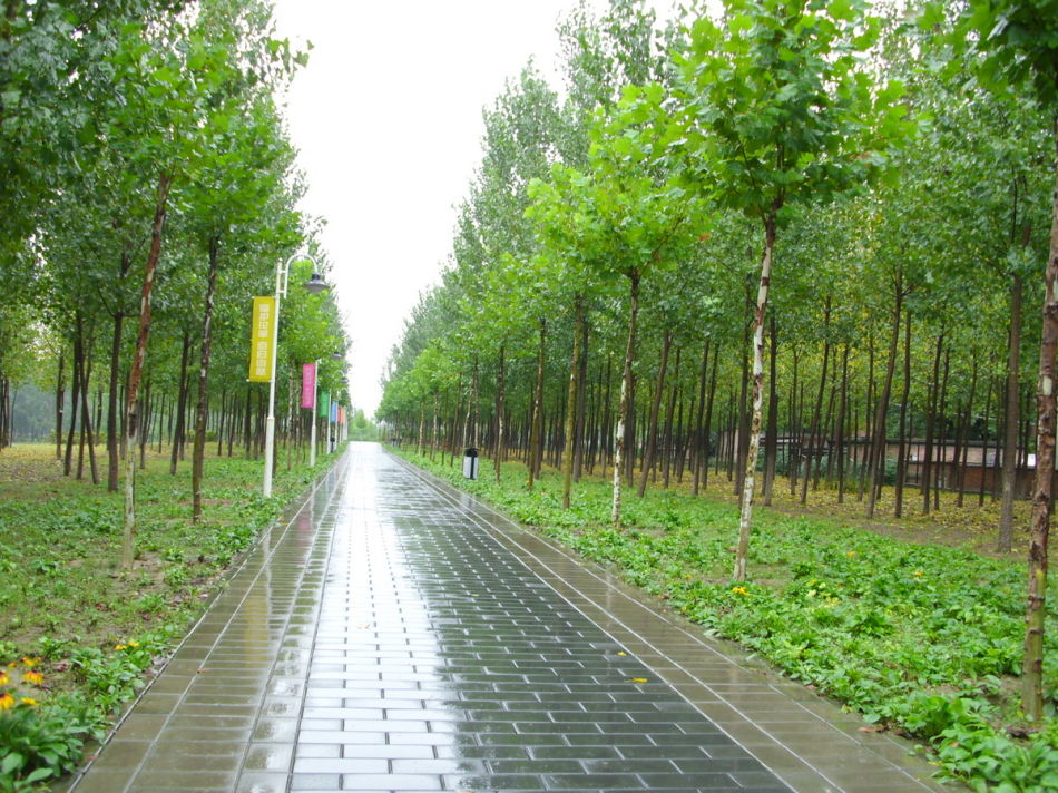 東升八家郊野公園