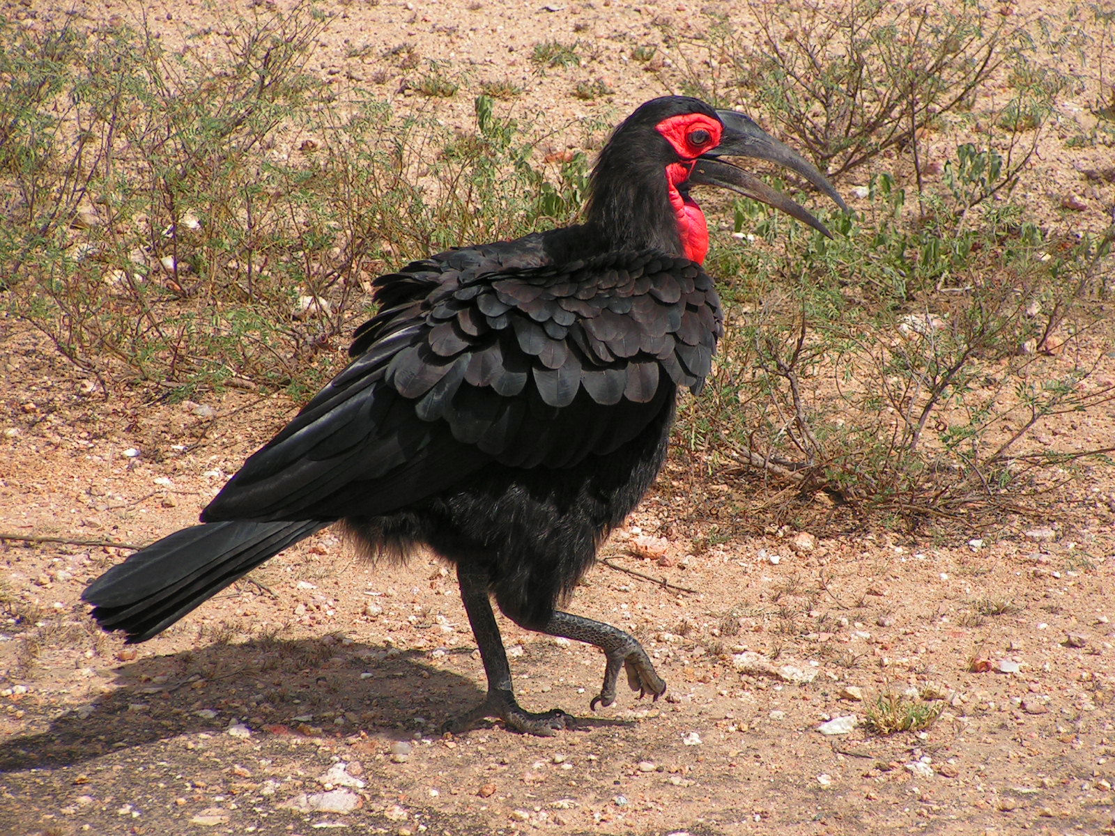 現生的真鳥類：紅臉地犀鳥（Bucorvus leadbeateri）