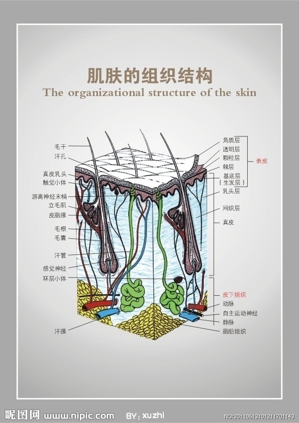 皮膚肌肉囊