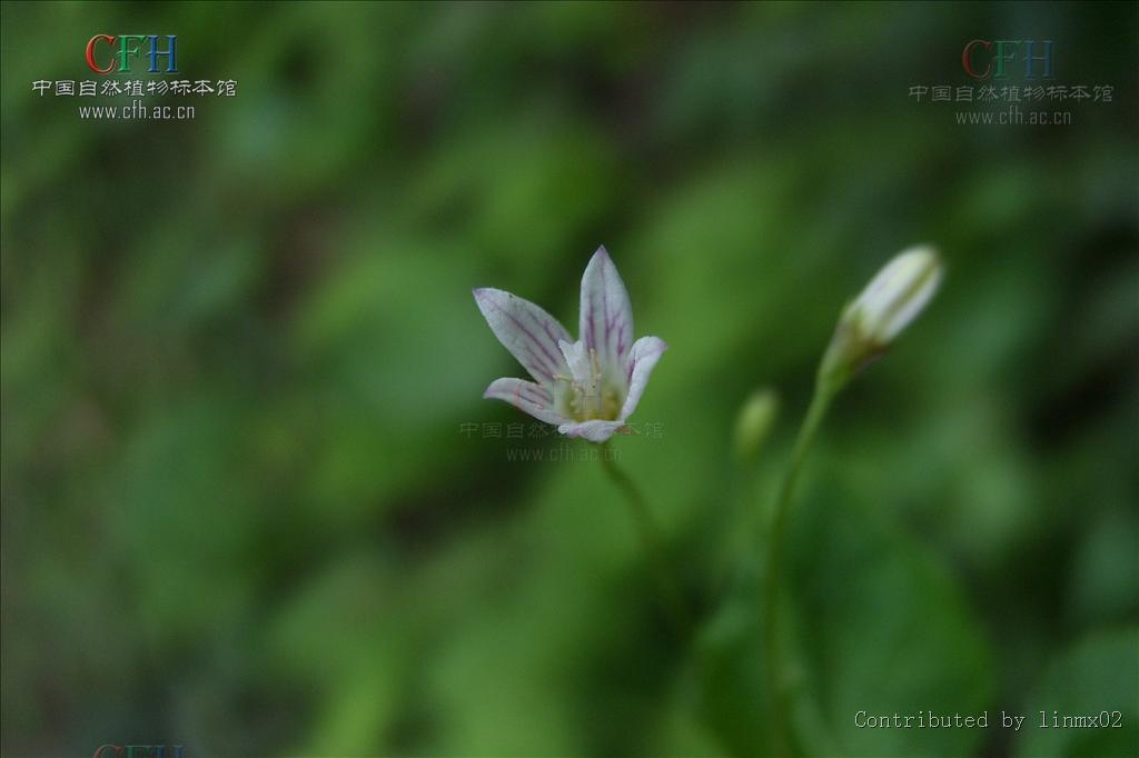 袋果草