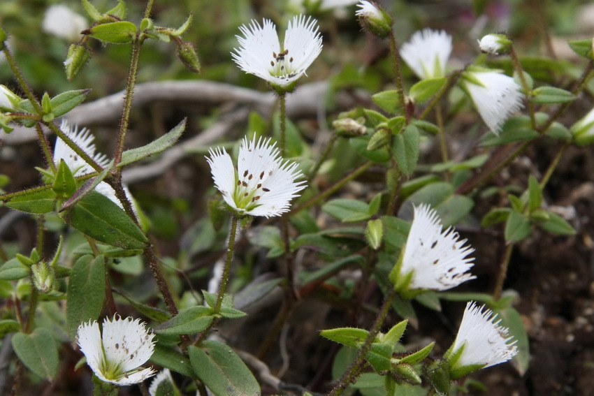 玉龍山無心菜(玉龍山蚤綴)