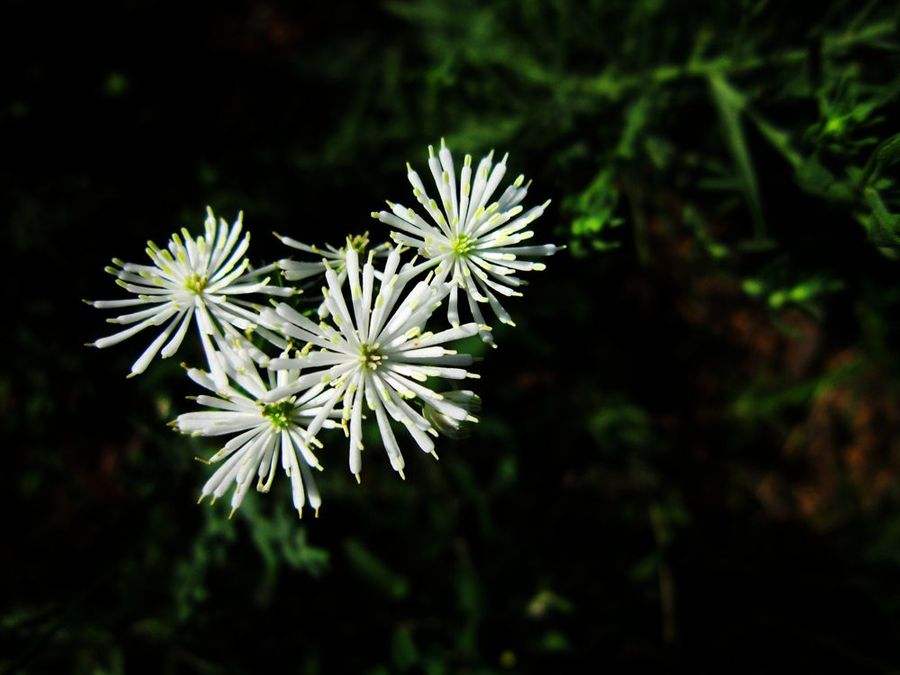 鶴慶唐松草（變種）