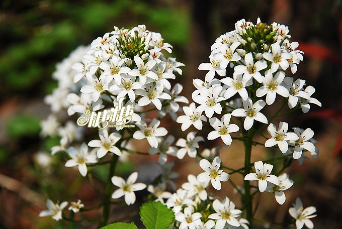 異花珍珠菜