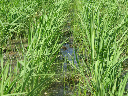 獲取蛙田大米水稻種植方法