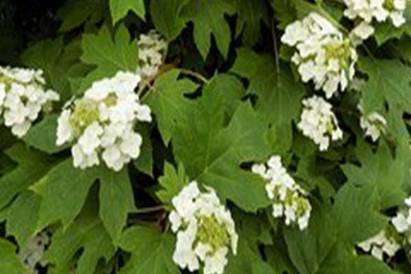 Hydrangea quercifolia