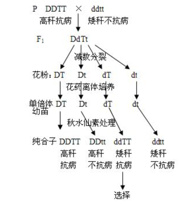 生物育種