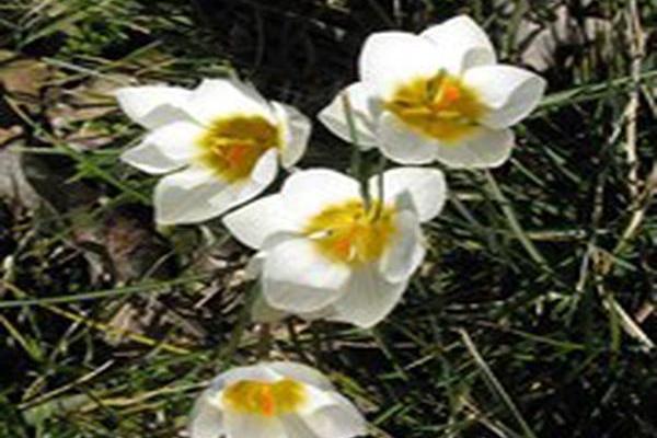 Crocus chrysanthus \x27Snowbunting\x27