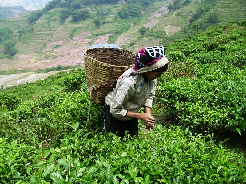 茶葉種植