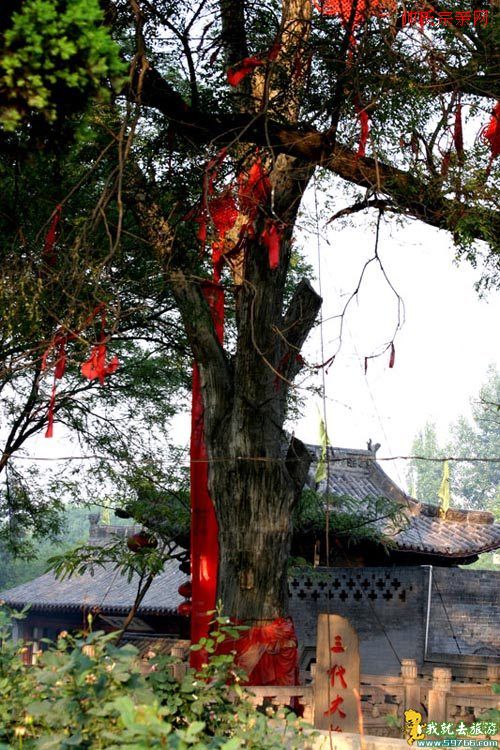 大槐樹村(陝西旬邑縣排廈鄉下轄村)