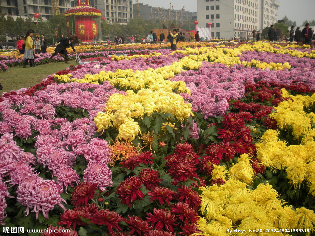 菊花節(中華傳統節日)