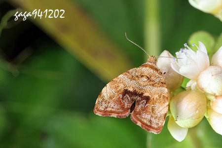 雲紋桑舞蛾