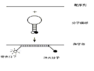 分子信標