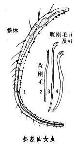 柏寧仙女蟲