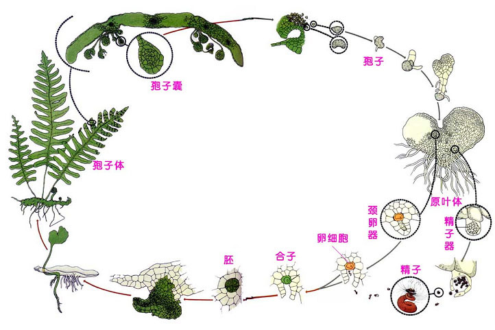 薄囊蕨綱