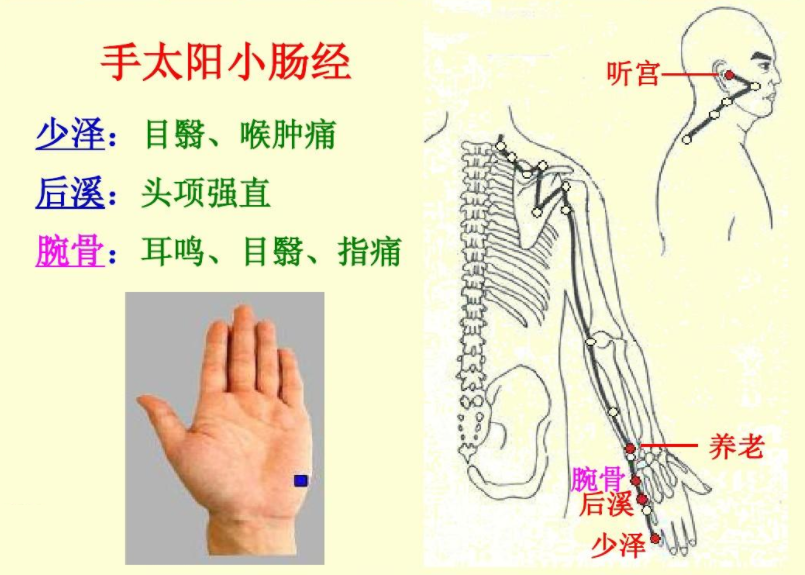 手太陽小腸經經絡示意圖