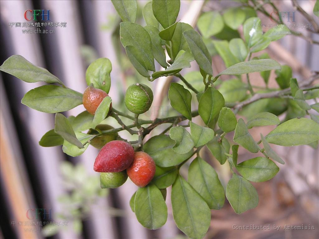 Murraya paniculata