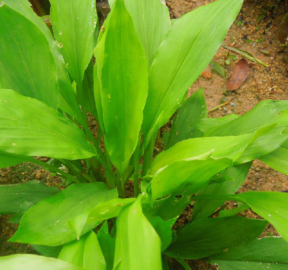 土田七(芭蕉目姜科植物)