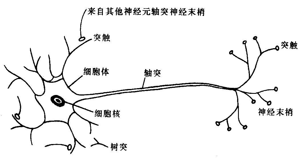 生物神經元