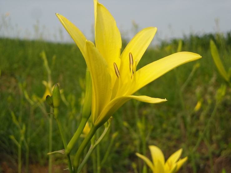 管小偉黃花菜