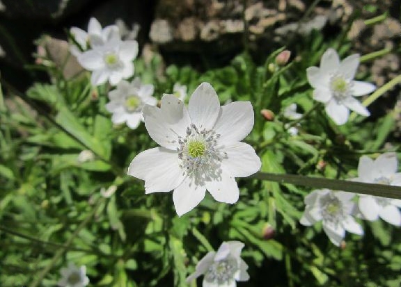 草玉梅(毛茛科銀蓮花屬多年生草本植物)