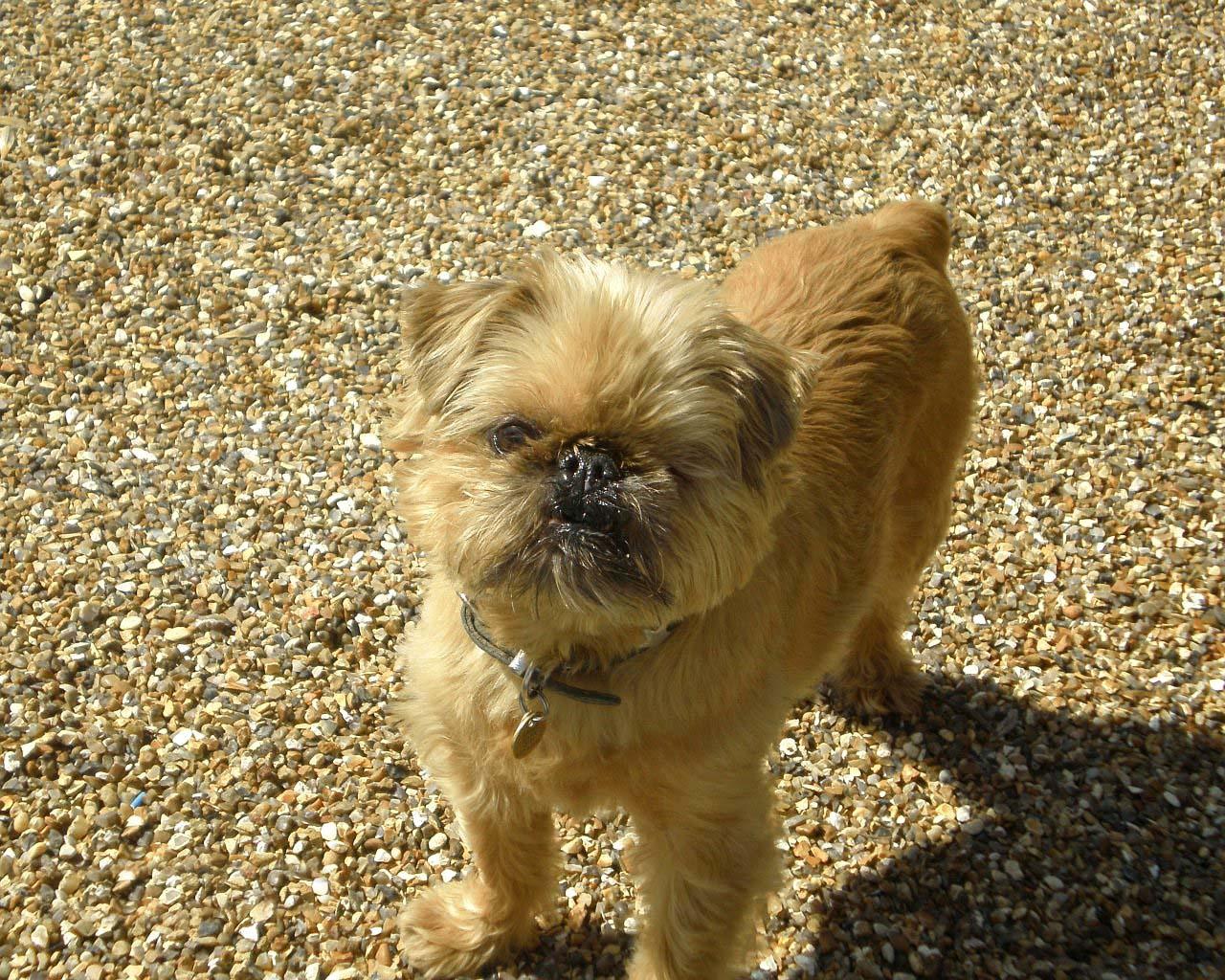 BRUSSELS GRIFFON