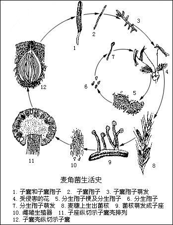 麥角菌科