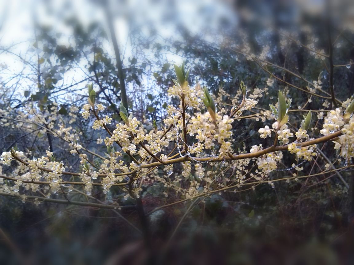 未名花，當地叫山牆花（諧音）