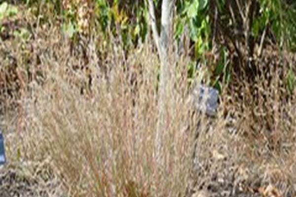 Schizachyrium scoparium \x27Carousel\x27