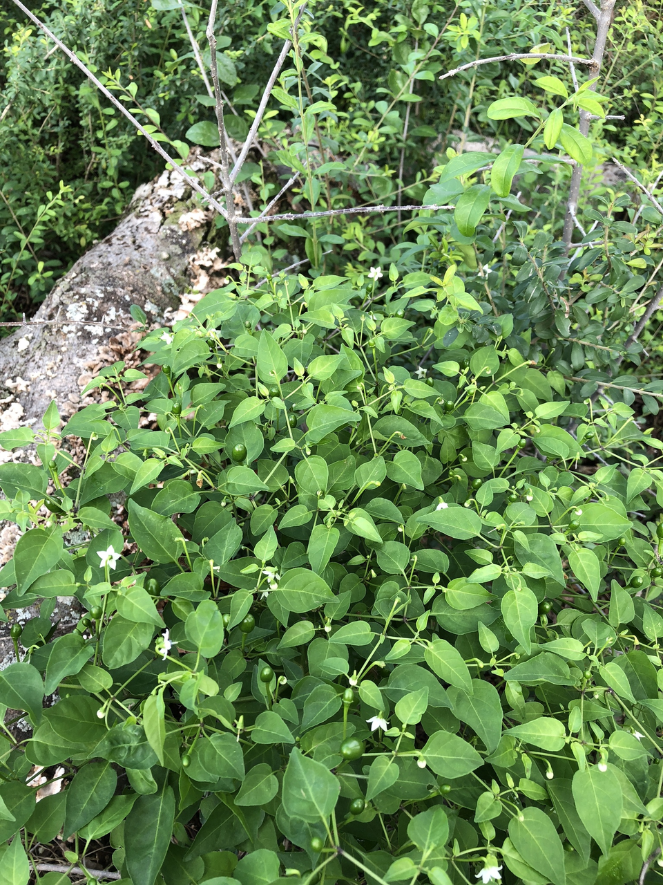 辣椒(茄科辣椒屬的一種植物)