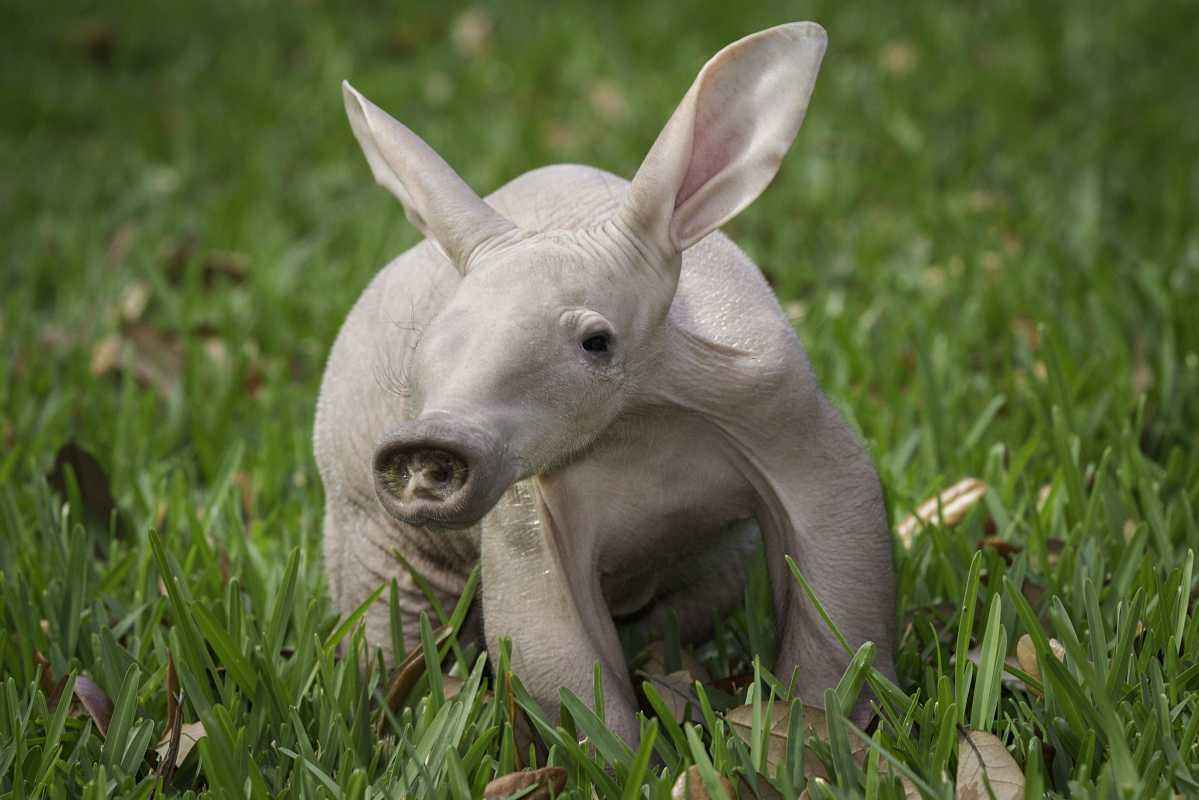 aardvark(英語單詞)