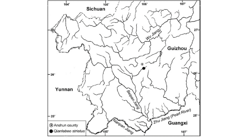 條紋黔野鯪