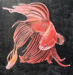 馬尾鬥魚