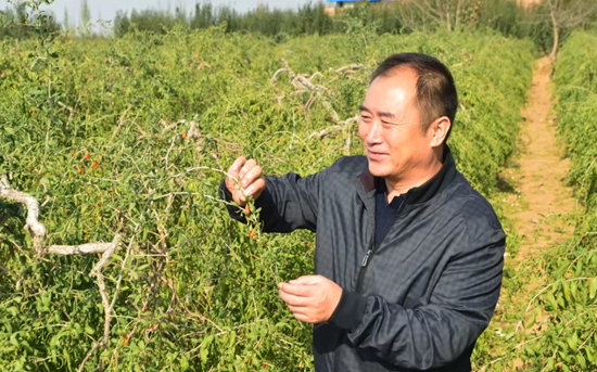 寧夏天仁枸杞生物科技股份有限公司