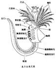 龍介蟲科