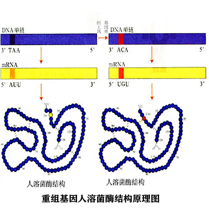 重組人溶菌酶