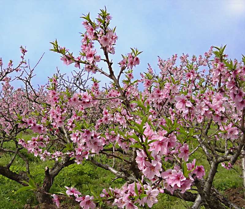 民和縣桃花園