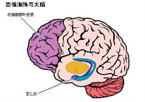 恐懼記憶的研究