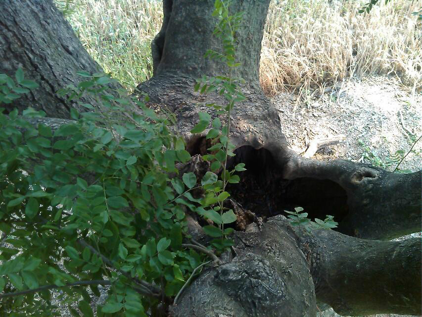 東北角斷掉的樹枝