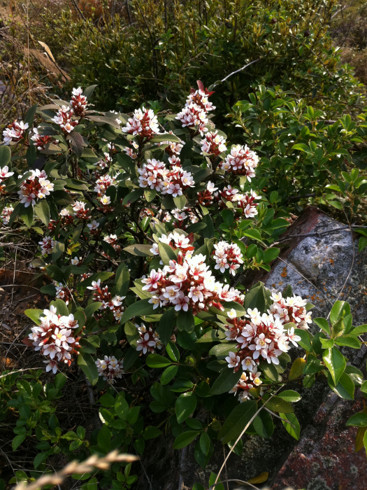 大花清明花