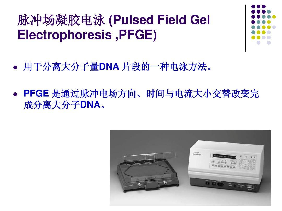 脈衝場凝膠電泳(簡介)